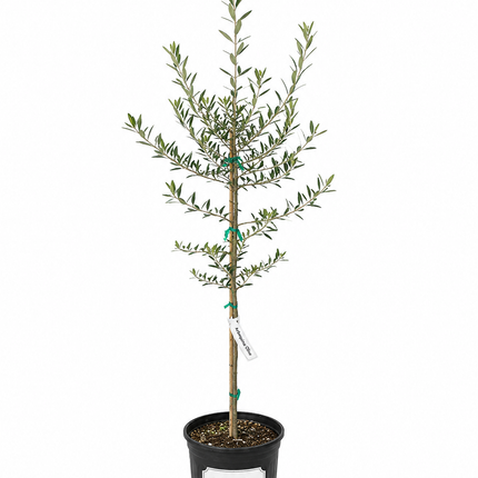Grafted Arbequina Olive Tree - 3.5-4.5 ft tall