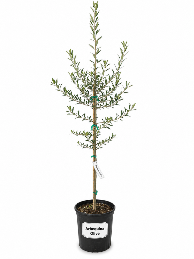 Grafted Arbequina Olive Tree - 3.5-4.5 ft tall