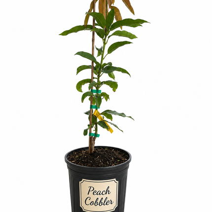 Grafted Peach Cobbler Mango Tree