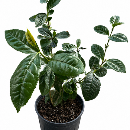 Tea Leaf Plant - Camellia Plant