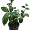 Tea Leaf Trees
