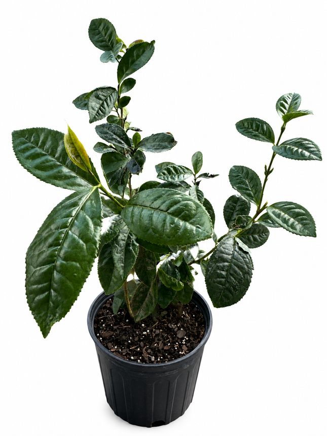 Tea Leaf Plant - Camellia Plant