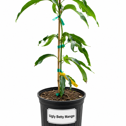 Grafted Ugly Betty Mango Tree