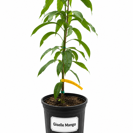 Grafted Giselle Mango Tree
