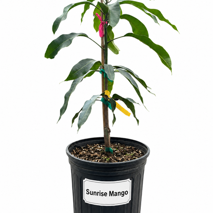 Grafted Sunrise Mango Tree