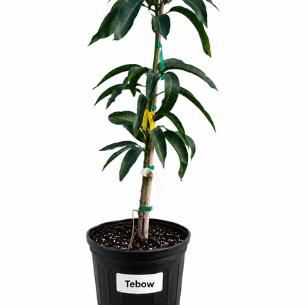 Grafted Tebow (Young) Mango Tree