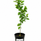 Exotic Fruit Trees