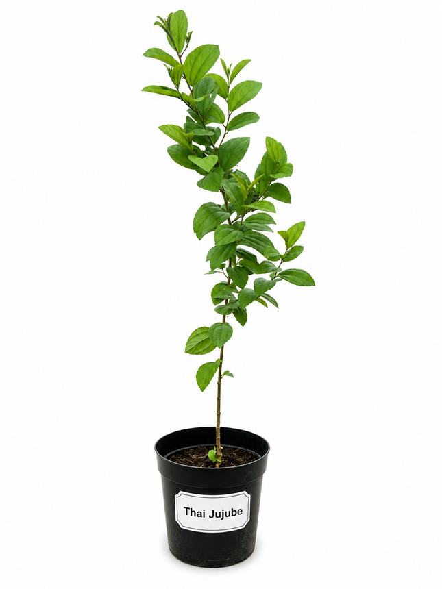 Thai Jujube Tree