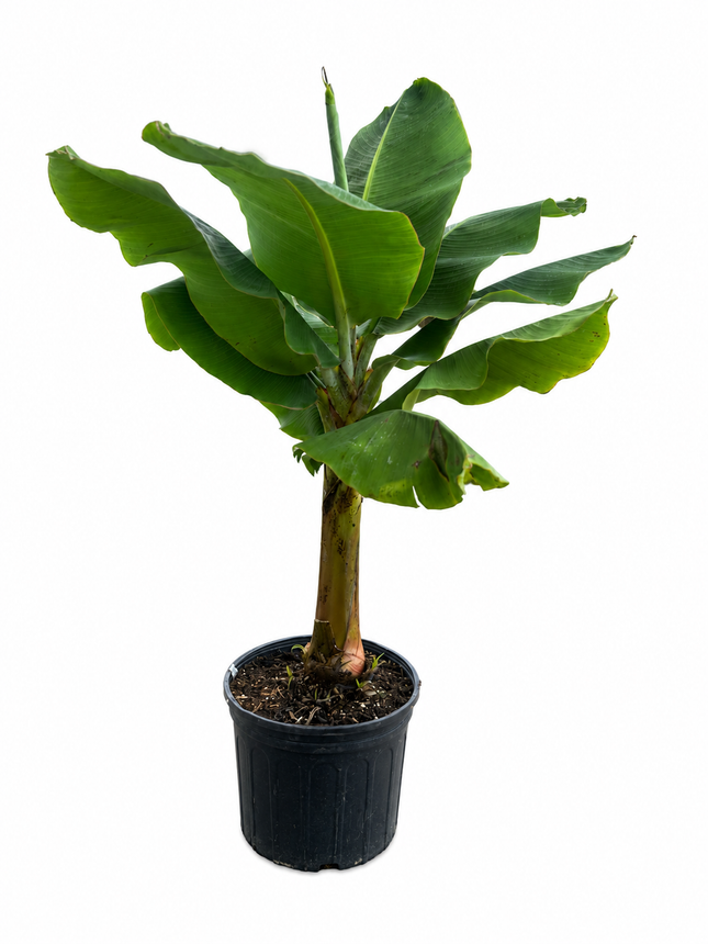 Double Mahoi Banana Plant