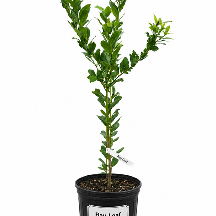 Air-layered Bay Leaf Tree