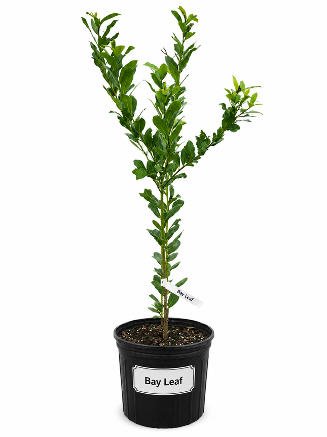 Air-layered Bay Leaf Tree