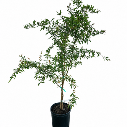 Air-layred Vietnamese Pomegranate Tree