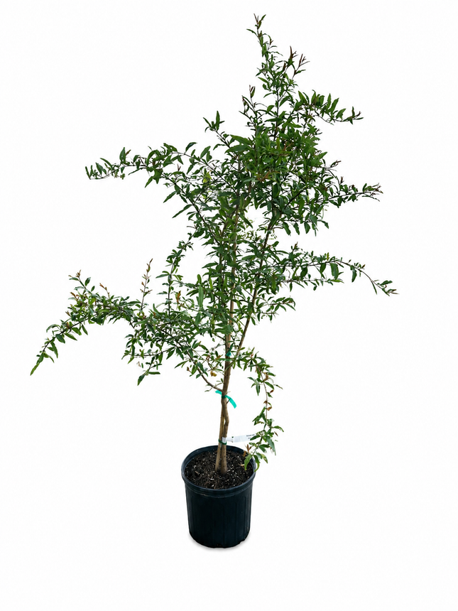 Air-layred Vietnamese Pomegranate Tree