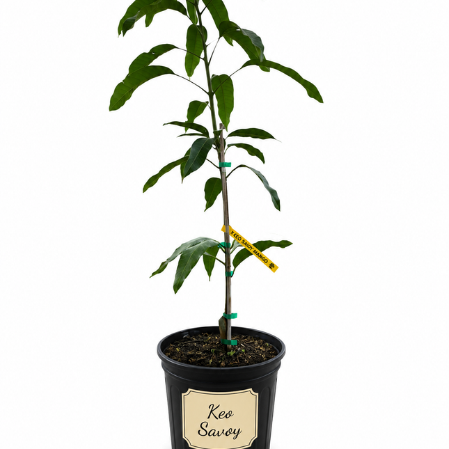 Grafted Keo Savoy Mango Tree