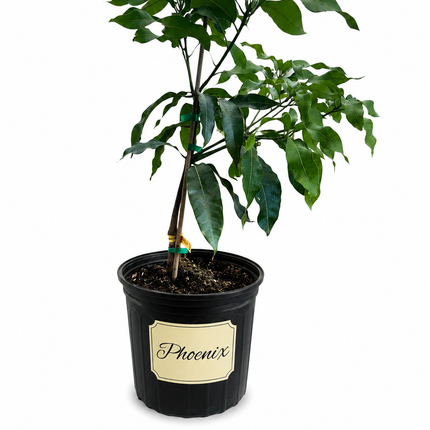 Grafted Phoenix Mango Tree