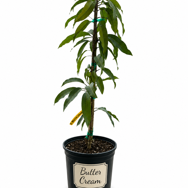 Grafted Butter Cream Mango Treee