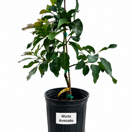 Grafted Wurtz Avocado Tree - Little Cado