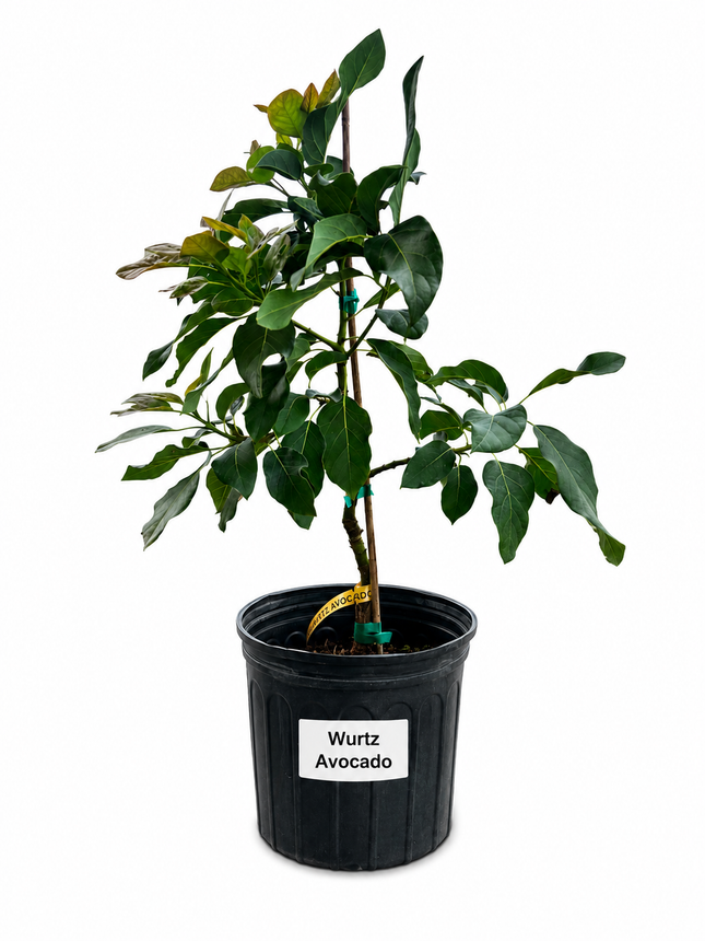 Grafted Wurtz Avocado Tree - Little Cado