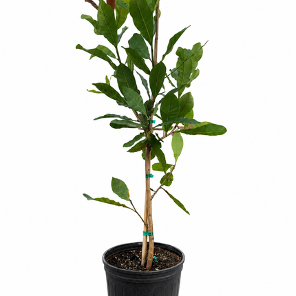 Grafted Cashew Tree