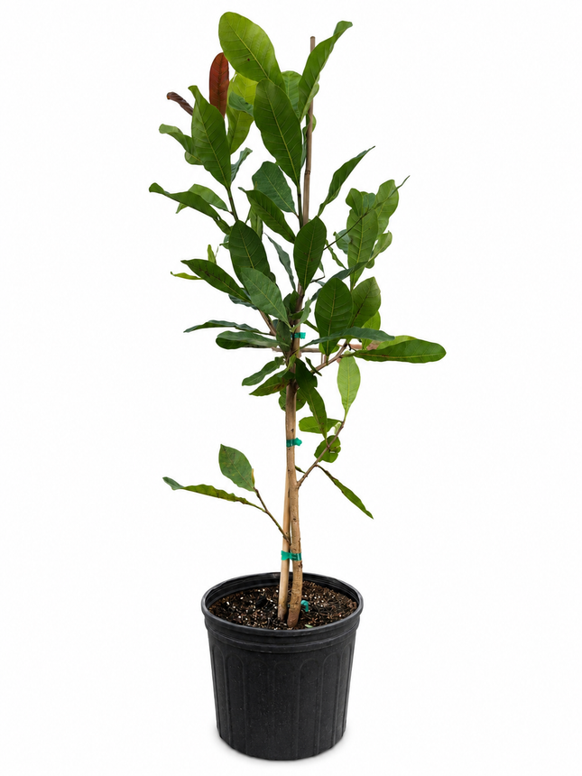 Grafted Cashew Tree