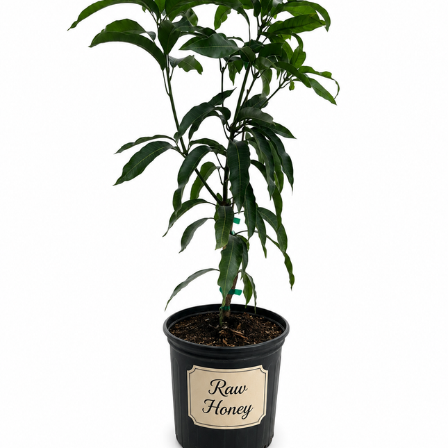 Grafted Raw Honey Mango Tree