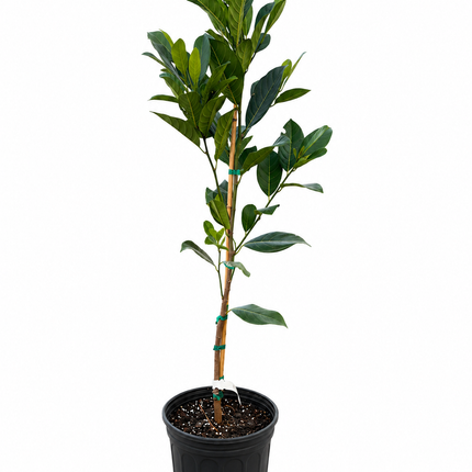 Grafted Orange Crush Jackfruit Tree