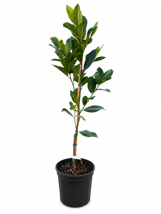 Grafted Orange Crush Jackfruit Tree