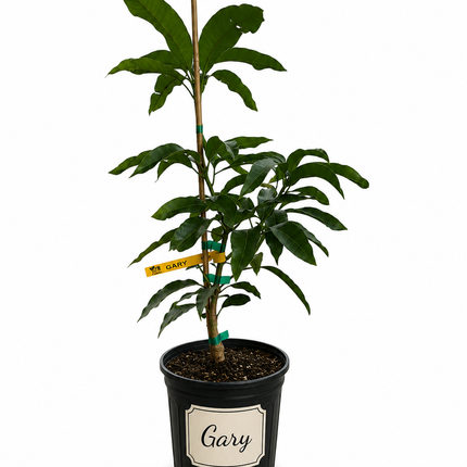 Grafted Gary Mango Tree