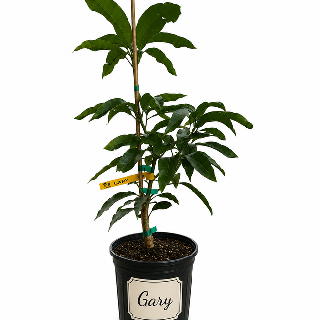 Grafted Gary Mango Tree