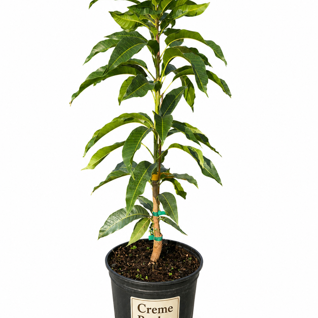 Grafted Crème Brûlée Mango Tree