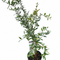 Pomegranate Trees