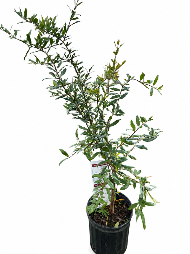 Air-layered Azadi Pomegranate Tree