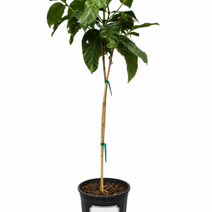 Noni (Morinda Citrifolia) Tree