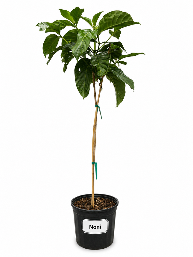 Noni (Morinda Citrifolia) Tree