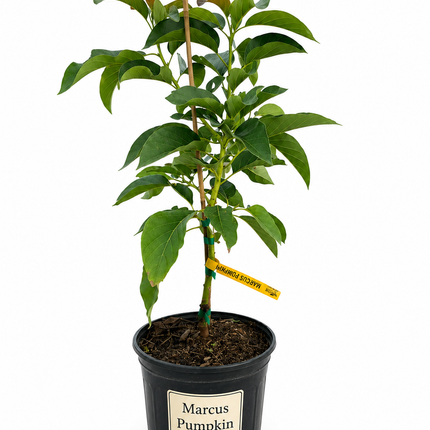 Grafted Marcus Pumpkin Avocado Tree