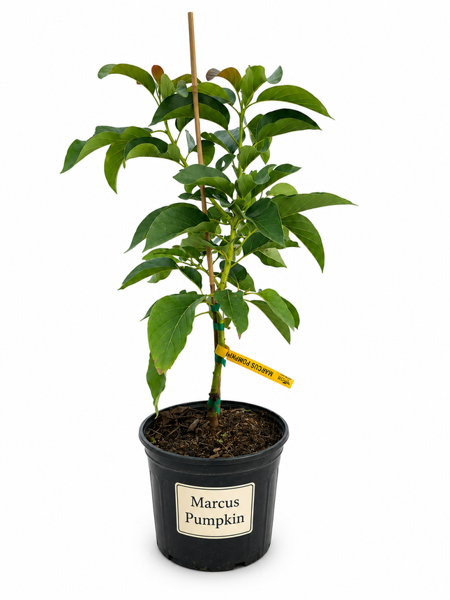Grafted Marcus Pumpkin Avocado Tree