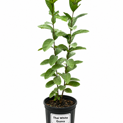 Air-layered Thai White Guava Tree