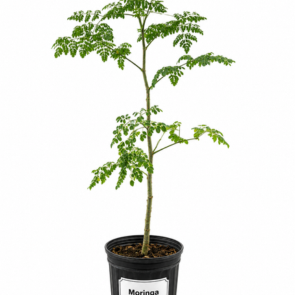 Moringa Tree