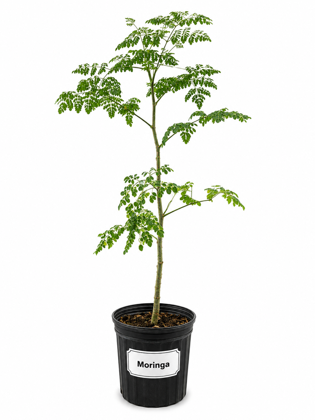Moringa Tree