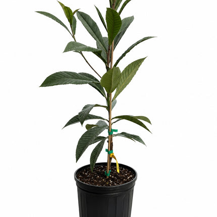Grafted Oliver Loquat (Japanese Plum) Trees
