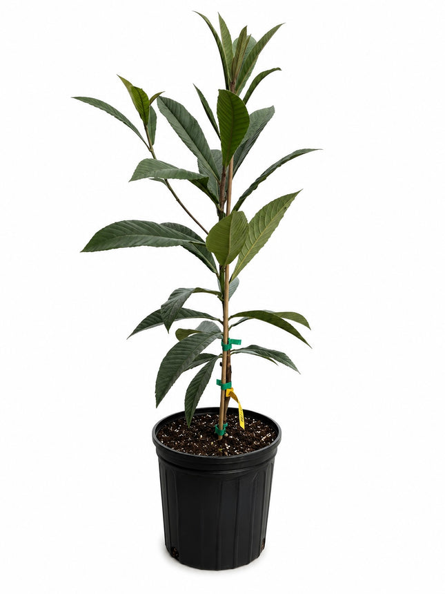 Grafted Oliver Loquat (Japanese Plum) Trees