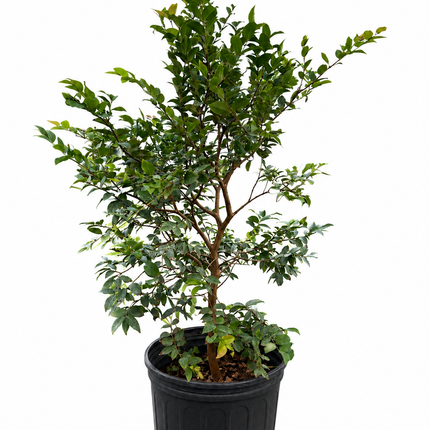 Grafted Sabara Jaboticaba Tree - Brazilian Grapes