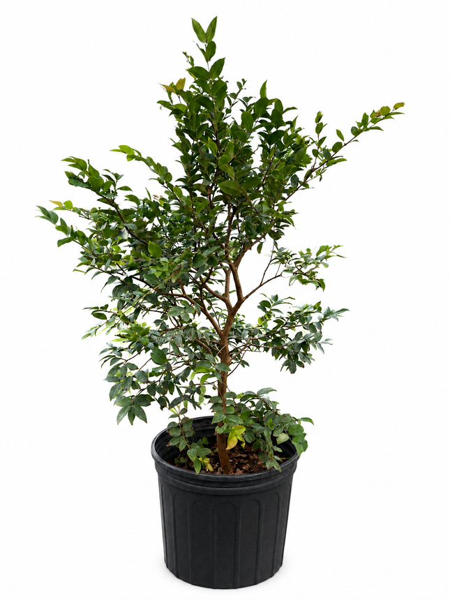 Grafted Sabara Jaboticaba Tree - Brazilian Grapes