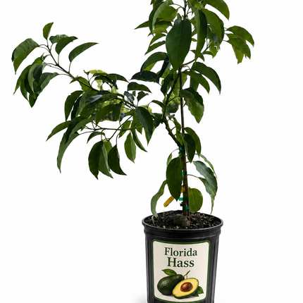 Grafted Florida Hass Avocado Tree