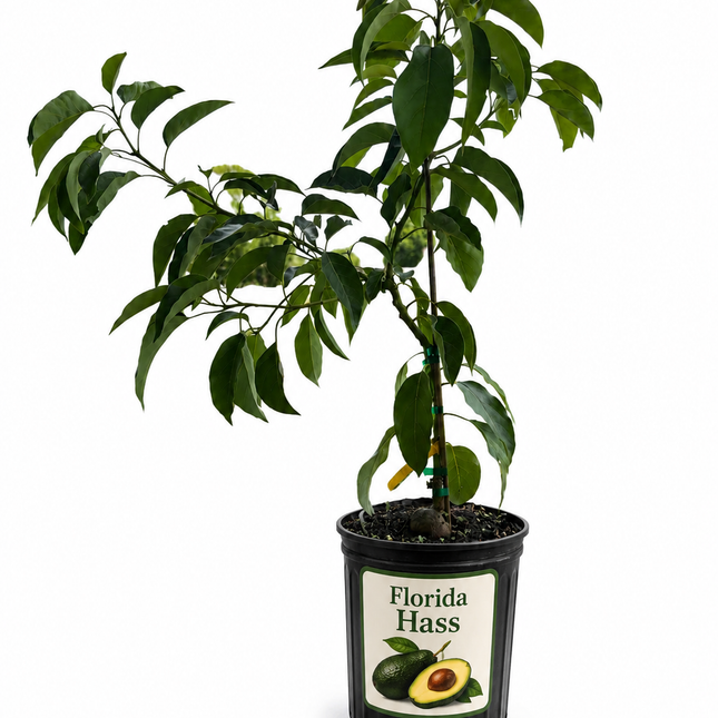 Grafted Florida Hass Avocado Tree