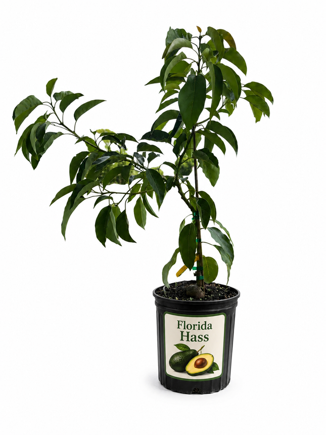 Grafted Florida Hass Avocado Tree