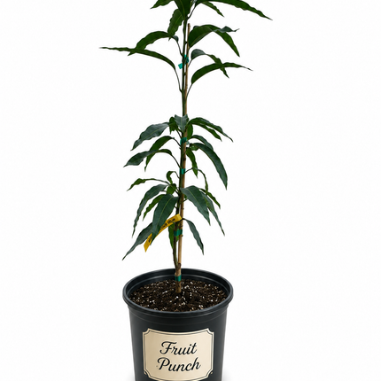 Grafted Fruit Punch Mango Tree