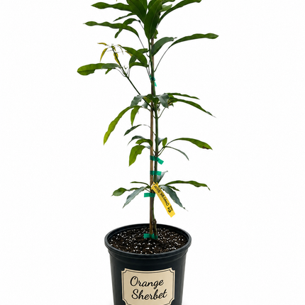Grafted Orange Sherbet Mango Tree