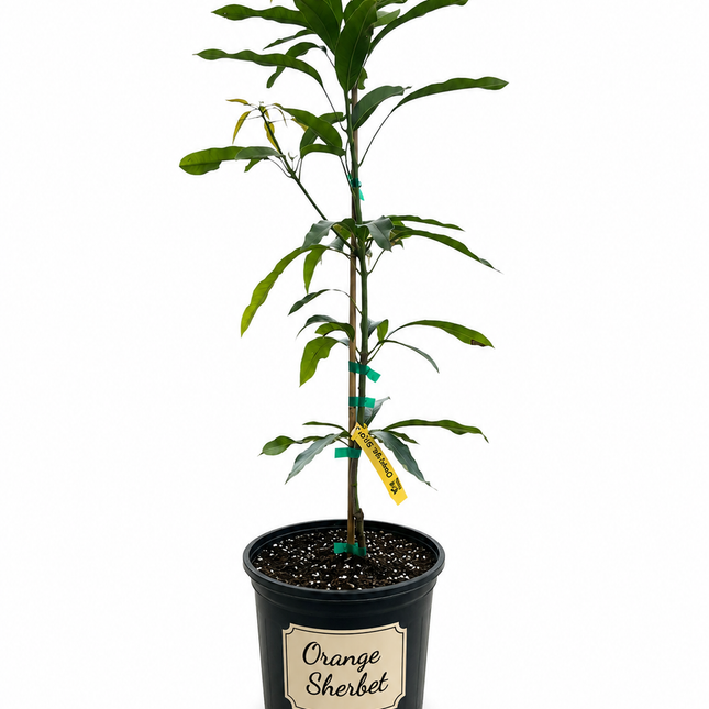Grafted Orange Sherbet Mango Tree