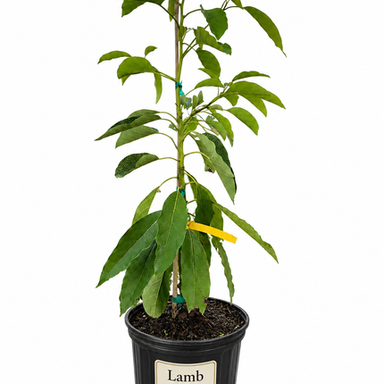 Grafted Lamb Hass Avocado Tree